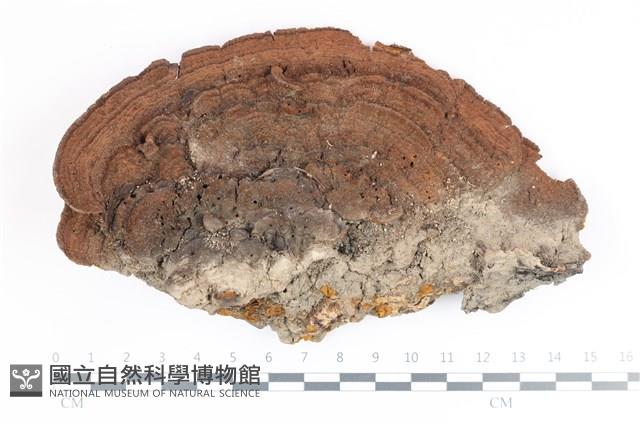 館號:F0035848藏品圖，第1張