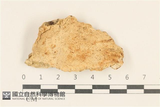 登錄號:F0019848藏品圖，第1張