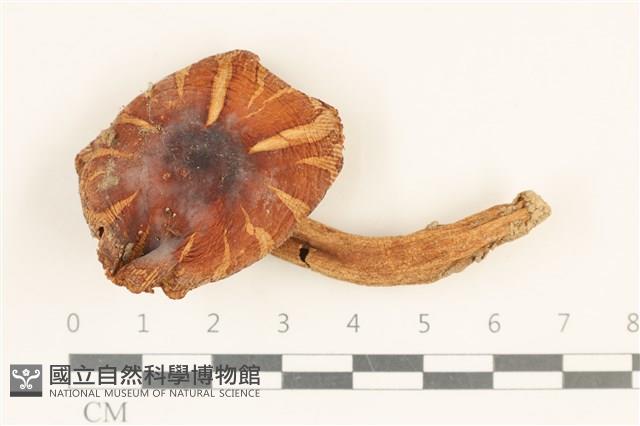 登錄號:F0036948藏品圖，第1張