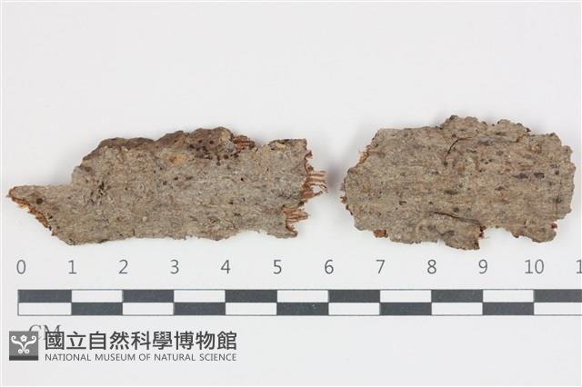 煙管菌藏品圖，第1張