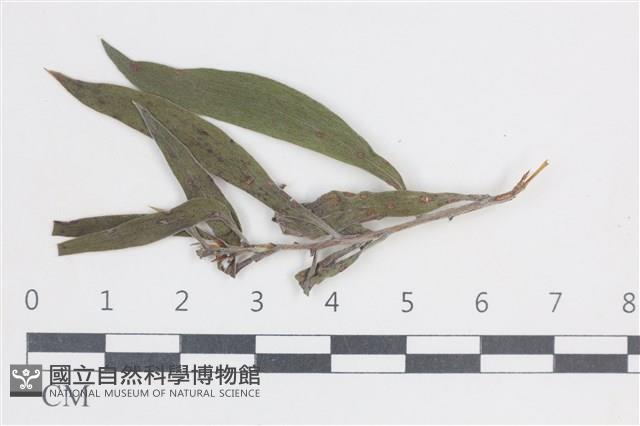 登錄號:F0038648藏品圖，第1張