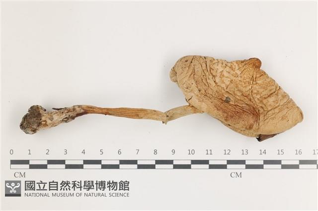 登錄號:F0036648藏品圖，第1張