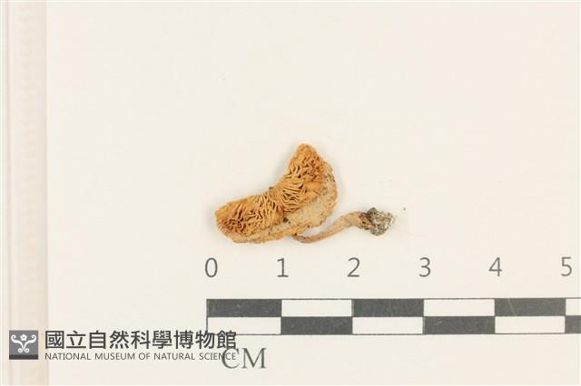 登錄號:F0037648藏品圖，第1張