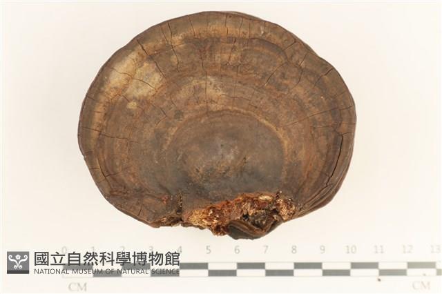 登錄號:F0038448藏品圖，第1張