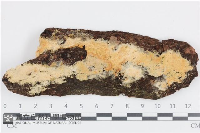 登錄號:F0036448藏品圖，第1張