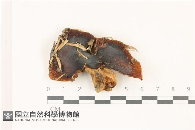 登錄號:F0037448藏品圖，第1張