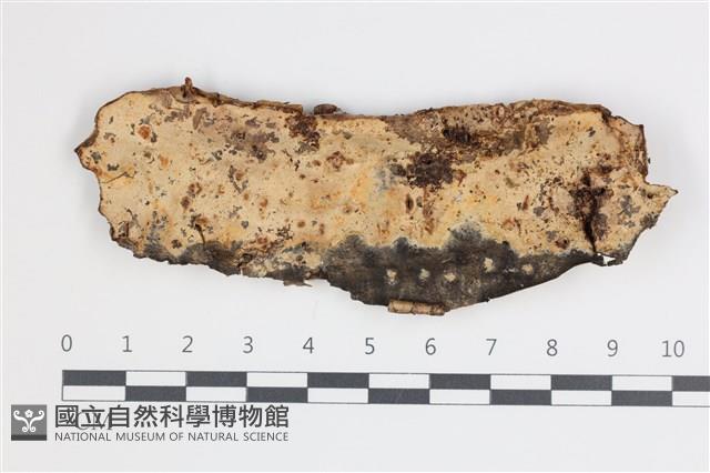 絲皮菌屬藏品圖，第1張
