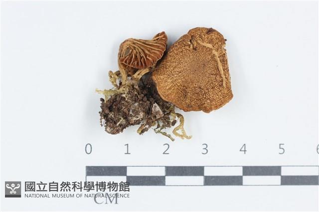 登錄號:F0038748藏品圖，第1張