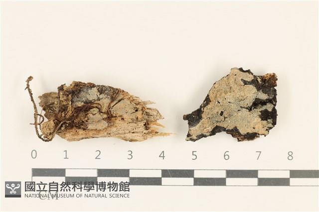銳岩菌屬藏品圖，第1張