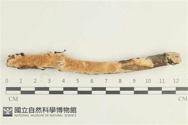 登錄號:F0038548藏品圖，第1張