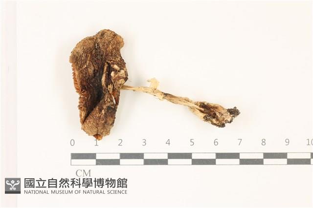 鵝膏屬藏品圖，第1張