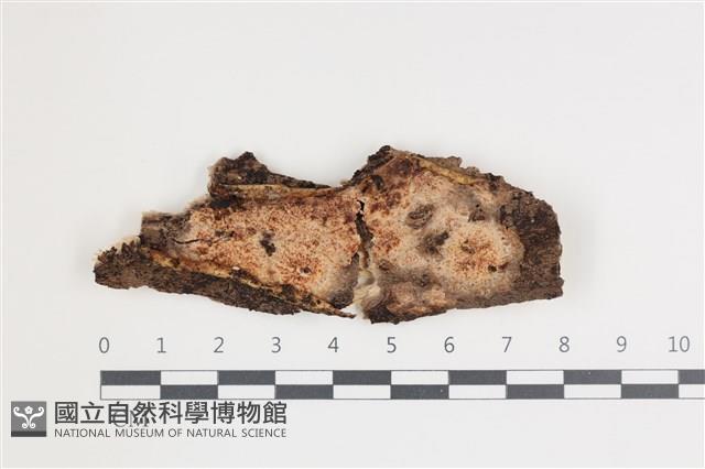 登錄號:F0035548藏品圖，第1張