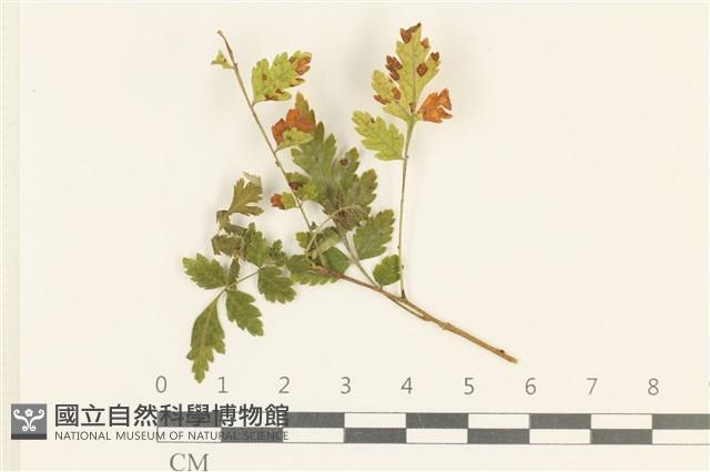 登錄號:F0038148藏品圖，第1張