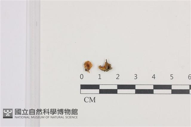 登錄號:F0036148藏品圖，第1張