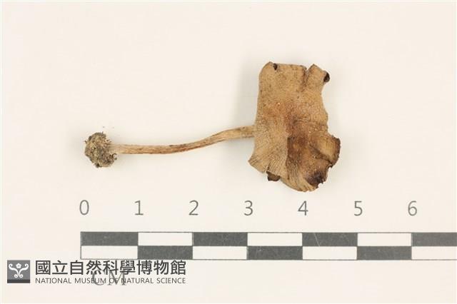 登錄號:F0037148藏品圖，第1張