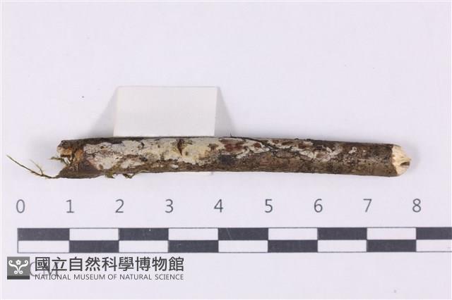 登錄號:F0028048藏品圖，第1張