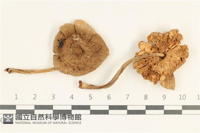 登錄號:F0038048藏品圖，第1張