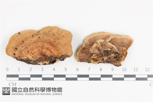 登錄號:F0036048藏品圖，第1張