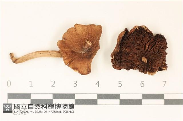 登錄號:F0037048藏品圖，第1張