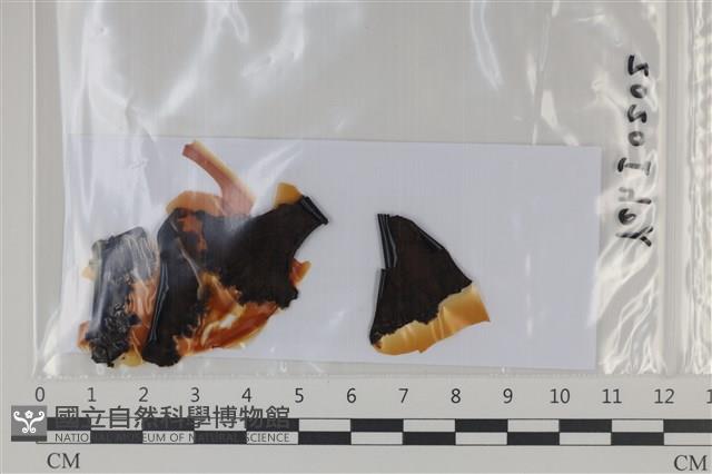 登錄號:F0035048藏品圖，第1張