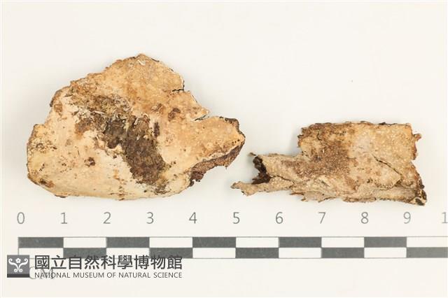 登錄號:F0038348藏品圖，第1張