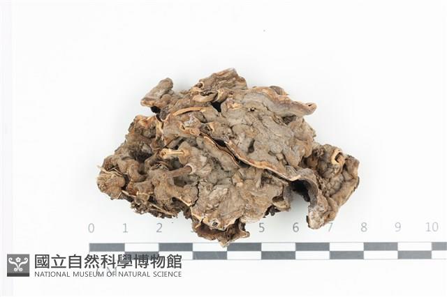 登錄號:F0036348藏品圖，第1張