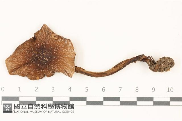 鵝膏屬藏品圖，第1張
