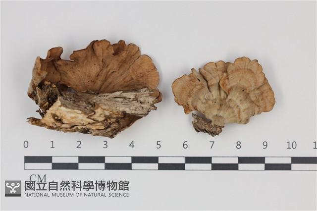 蠔韌革菌藏品圖，第1張