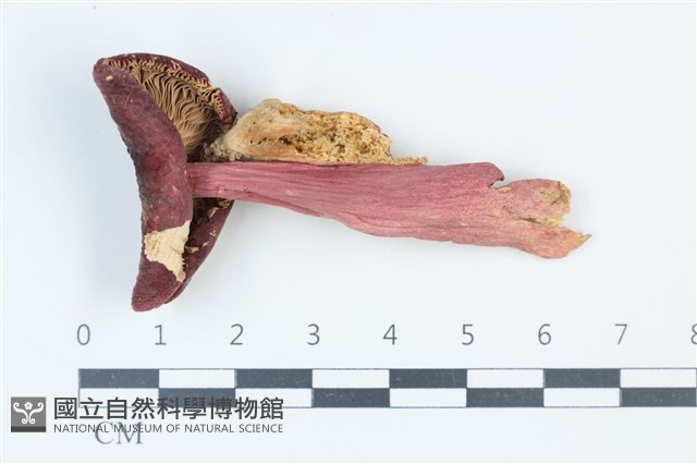 登錄號:F0039348藏品圖，第1張