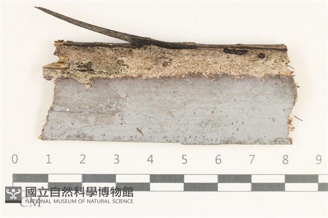 登錄號:F0038298藏品圖，第1張