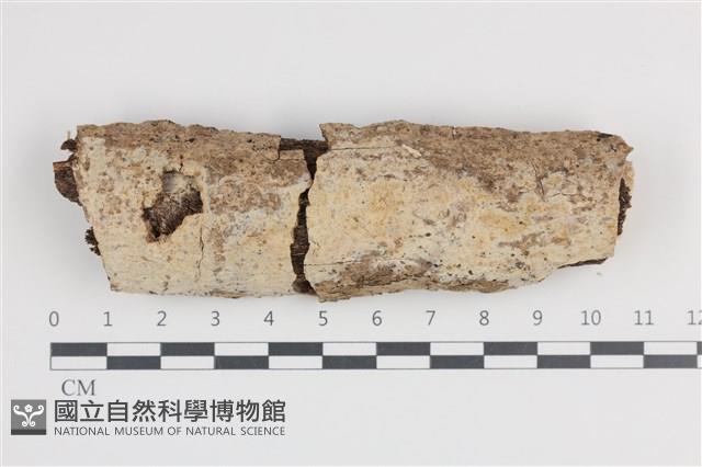 登錄號:F0036298藏品圖，第1張
