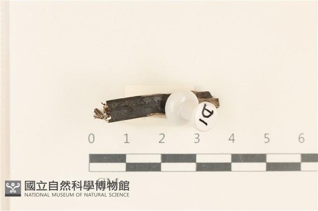 登錄號:F0037298藏品圖，第1張