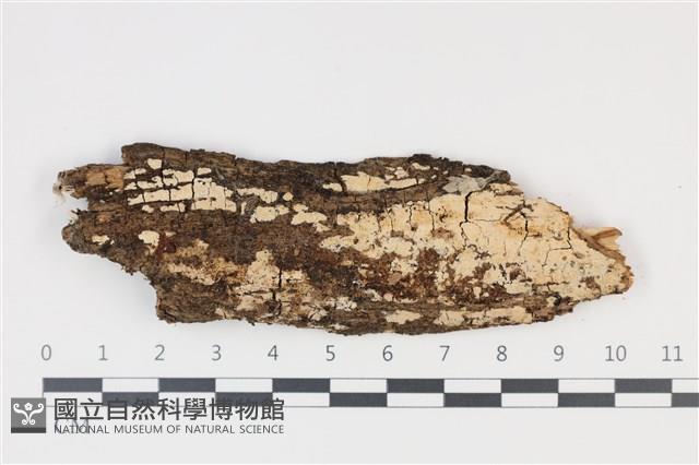 登錄號:F0035298藏品圖，第1張