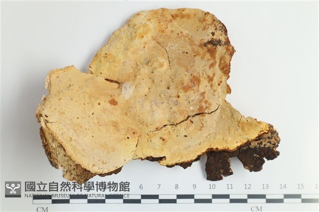 乾酪菌屬藏品圖，第1張