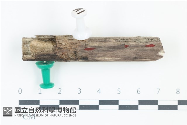 登錄號:F0038898藏品圖，第1張