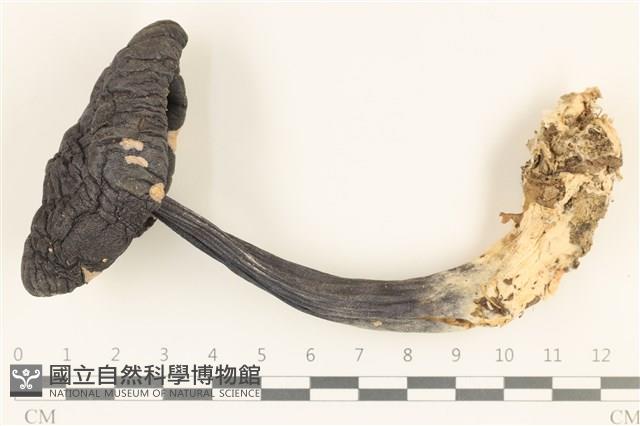登錄號:F0036898藏品圖，第1張