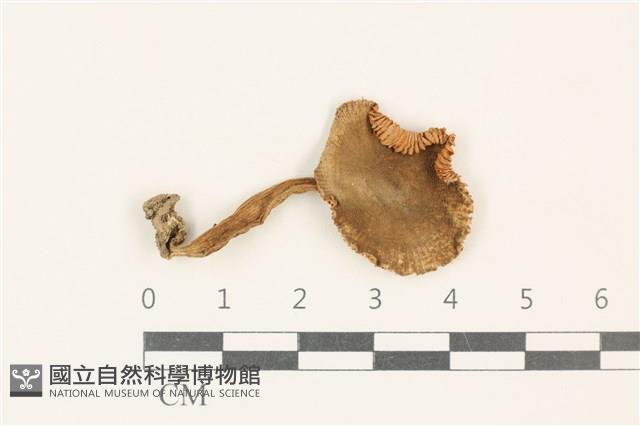 登錄號:F0037898藏品圖，第1張