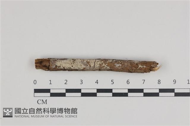 絲皮菌屬藏品圖，第1張