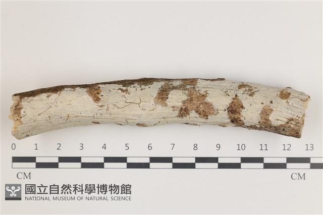 登錄號:F0035998藏品圖，第1張