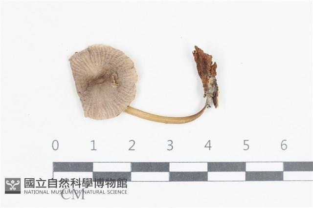 小菇屬藏品圖，第1張