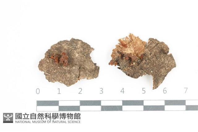 登錄號:F0036698藏品圖，第1張