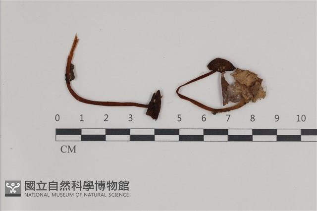 小皮傘屬藏品圖，第1張