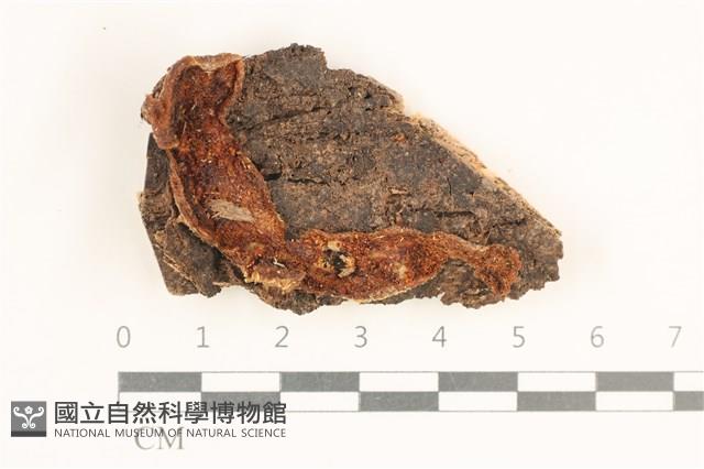 登錄號:F0038498藏品圖，第1張