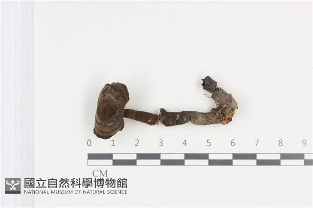 登錄號:F0036498藏品圖，第1張