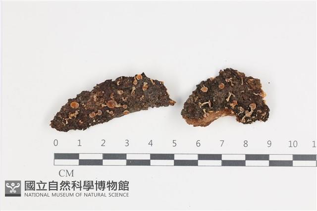 登錄號:F0035498藏品圖，第1張