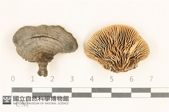 登錄號:F0018798藏品圖，第1張