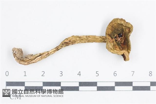 登錄號:F0038798藏品圖，第1張