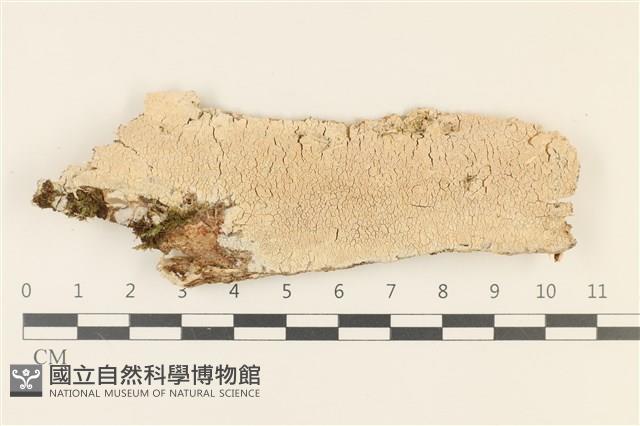 登錄號:F0036798藏品圖，第1張