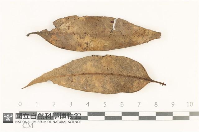 登錄號:F0037798藏品圖，第1張