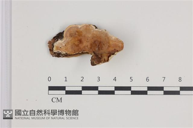 登錄號:F0035798藏品圖，第1張